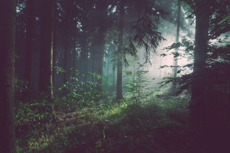 Verantwortung für Natur und Umwelt
